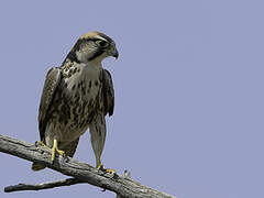 Lanner Falcon