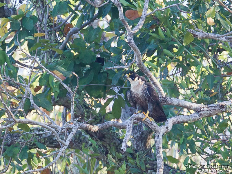 Peregrine Falcon