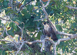 Peregrine Falcon