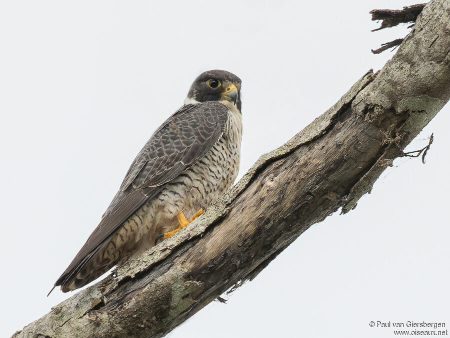 Peregrine Falconadult