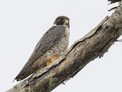 Peregrine Falcon