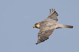 Peregrine Falcon