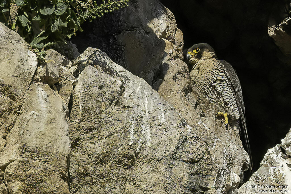 Peregrine Falconadult