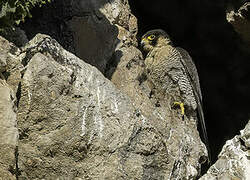 Peregrine Falcon