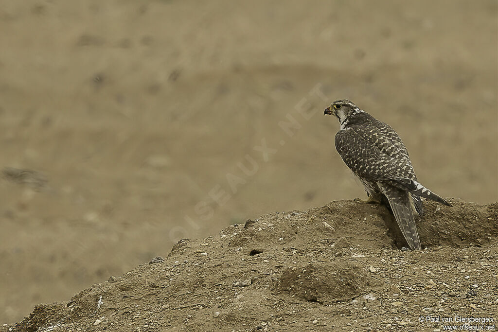 Saker Falconadult