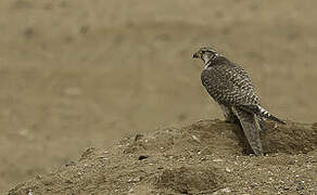 Saker Falcon