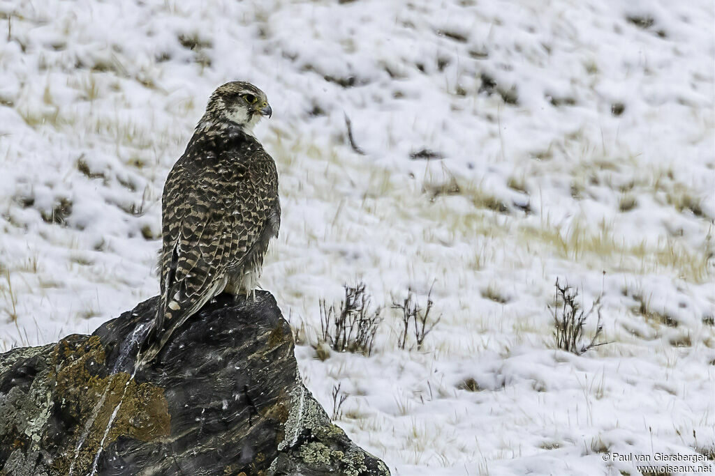 Saker Falconadult