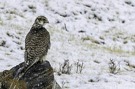 Saker Falcon