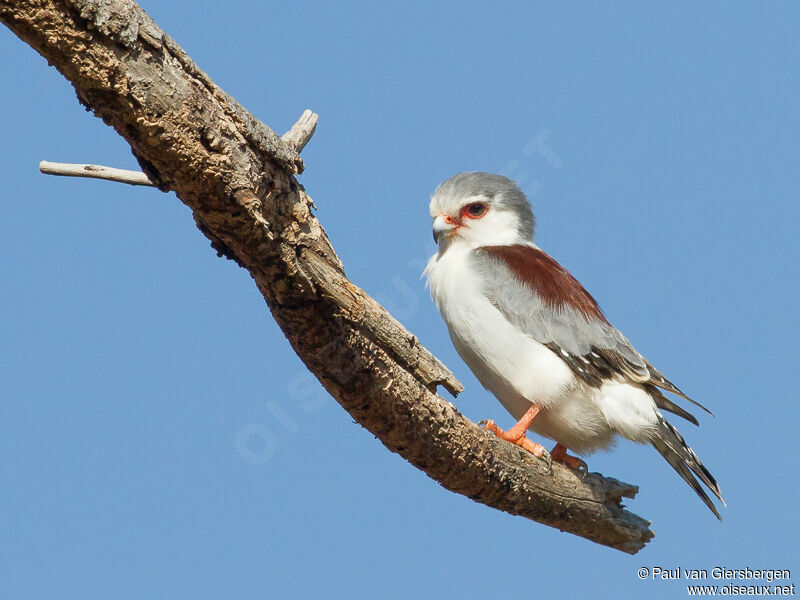 Pygmy Falcon