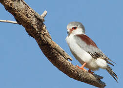 Pygmy Falcon