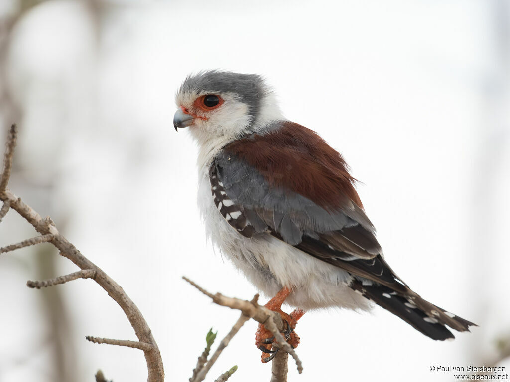 Pygmy Falconadult