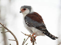 Pygmy Falcon