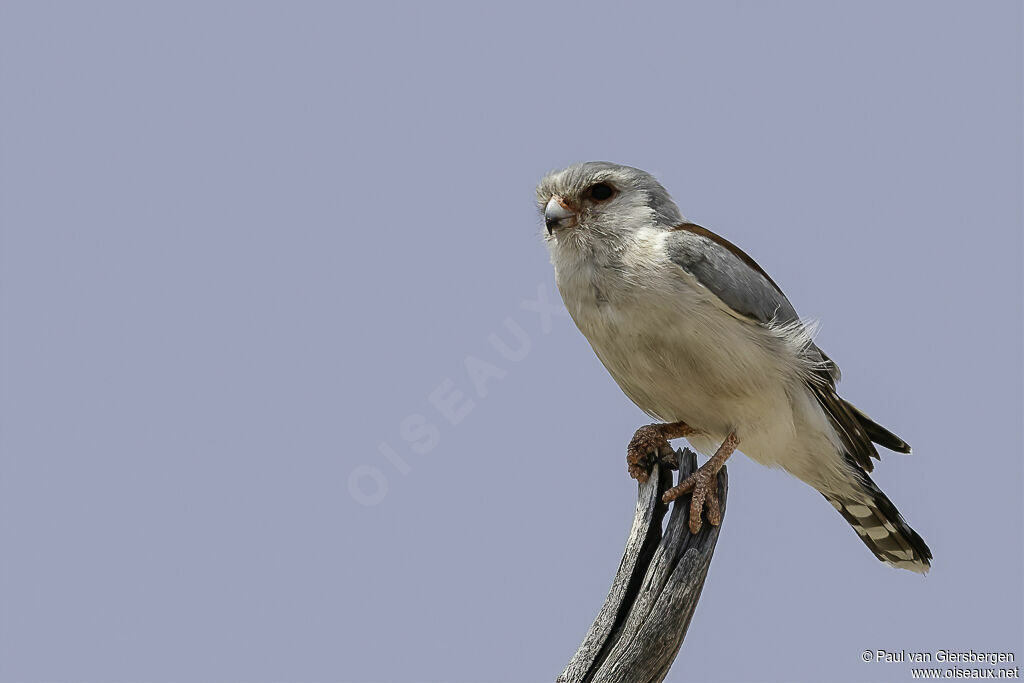 Pygmy Falconadult