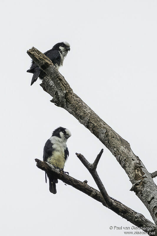 White-fronted Falconetadult