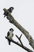 White-fronted Falconet