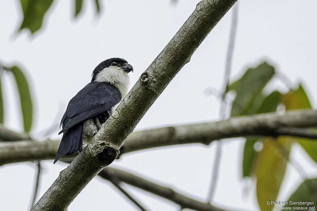 Fauconnet des Philippinesadulte