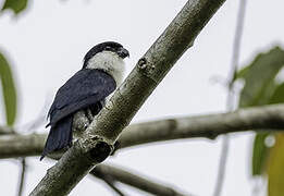 Philippine Falconet