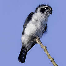 Fauconnet noir et blanc