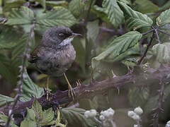 Spectacled Warbler