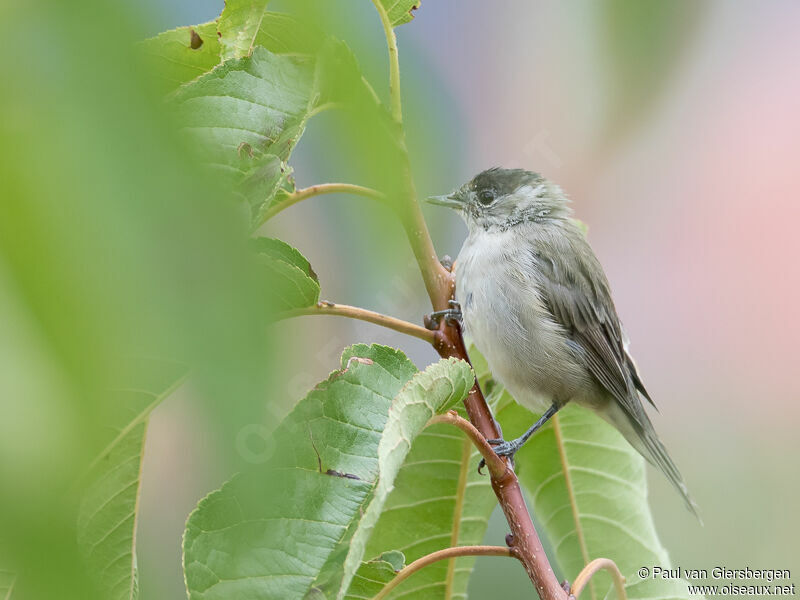 Eurasian Blackcap