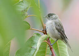 Eurasian Blackcap