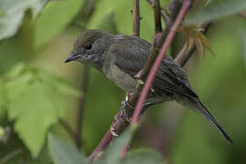 Eurasian Blackcap