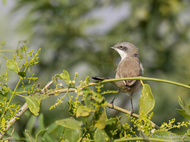 Lesser Whitethroat