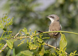 Lesser Whitethroat