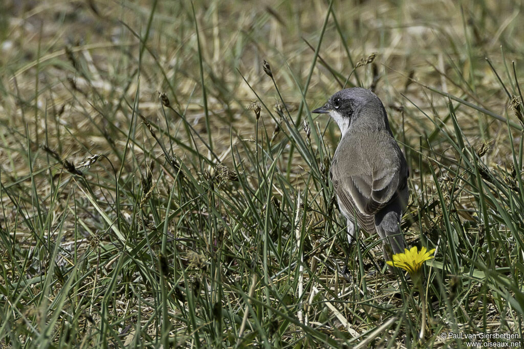 Fauvette babillardeadulte