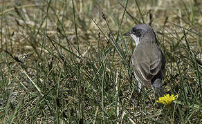 Lesser Whitethroat