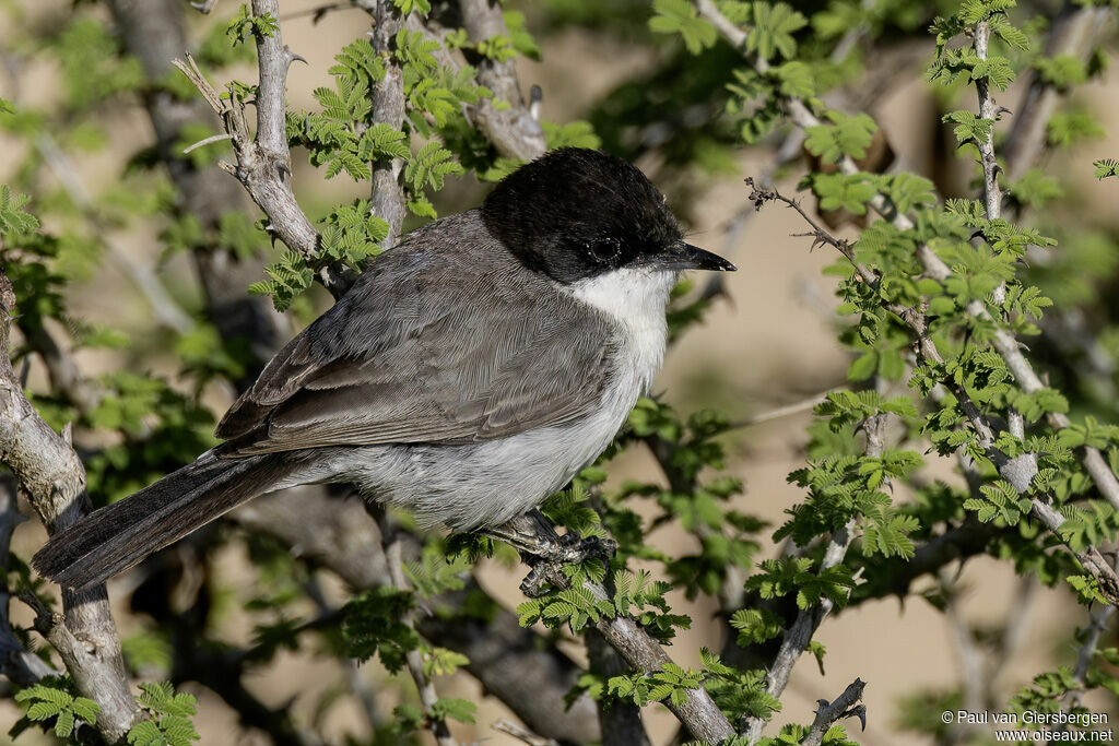 Fauvette d'Arabieadulte
