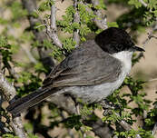Fauvette d'Arabie
