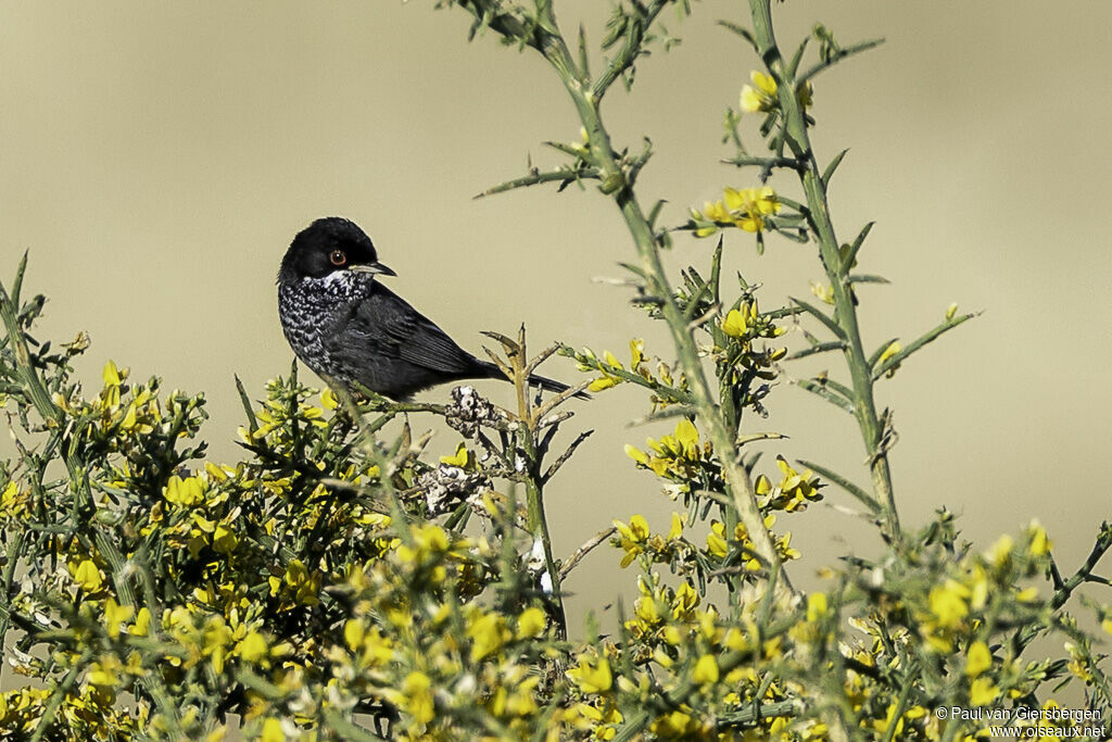 Cyprus Warbler male adult