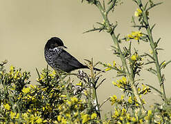 Cyprus Warbler