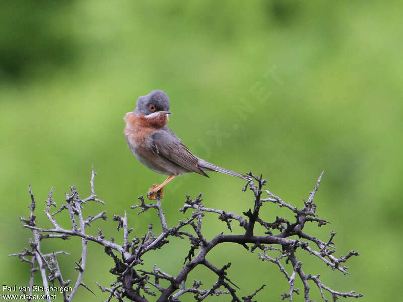 Eastern Subalpine Warbler male adult breeding, identification