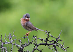 Eastern Subalpine Warbler