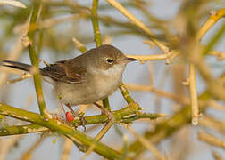 Common Whitethroat