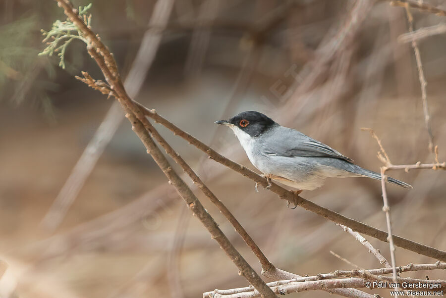 Sardinian Warbler male adult