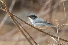 Sardinian Warbler