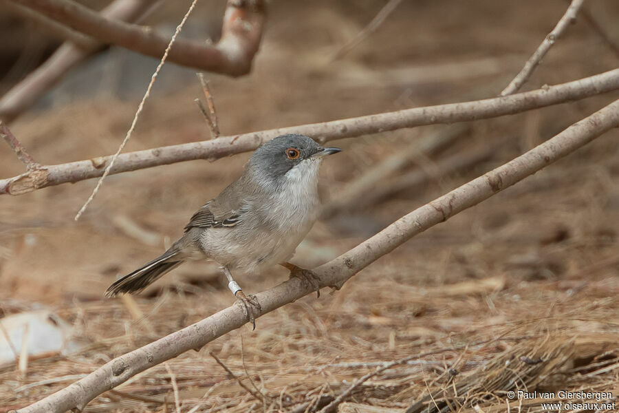 Sardinian Warbler female adult