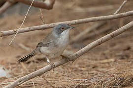 Sardinian Warbler