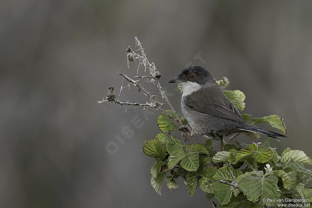 Sardinian Warbler female adult