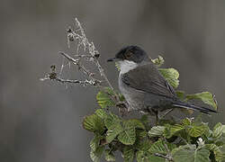 Sardinian Warbler