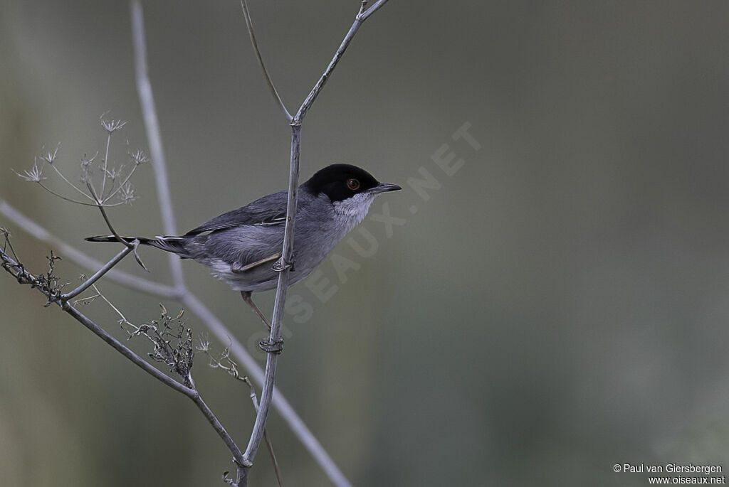 Sardinian Warbler male adult