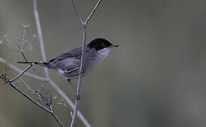 Sardinian Warbler