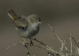 Asian Desert Warbler