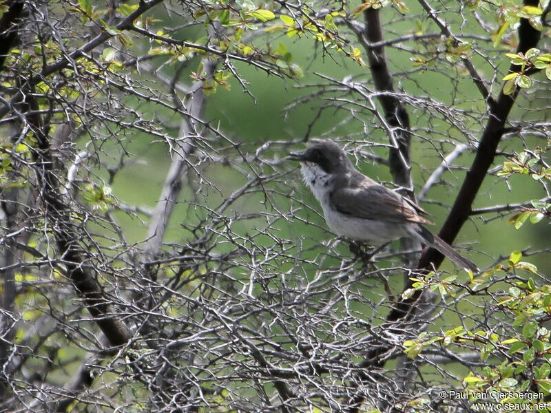 Eastern Orphean Warbler