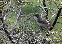 Eastern Orphean Warbler