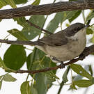 Fauvette orphéane