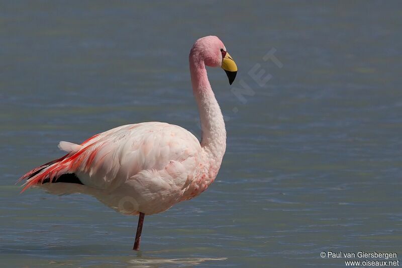 James's Flamingoadult